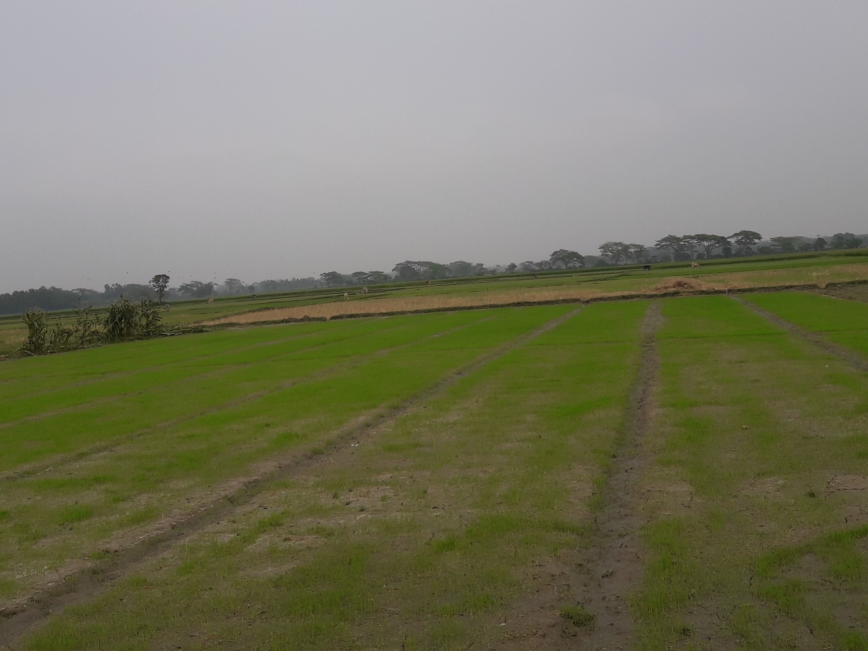 নিরাপদ ফসল উৎপাদনের গুরুত্ব ও প্রয়োজনীয়তা