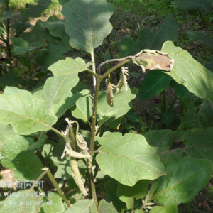 বেগুনের ডগা ও ফল ছিদ্রকারী পোকা