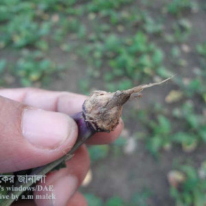 শালগমের শিকড় পচা রোগ