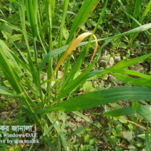 গমের মাজরা পোকা