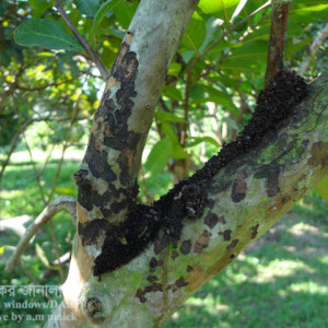 পেয়ারার বাকল খেকো পোকা