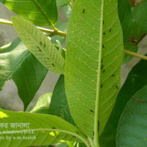 পেয়ারার জাব পোকা