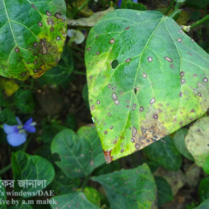 বরবটির পাতার দাগ রোগ