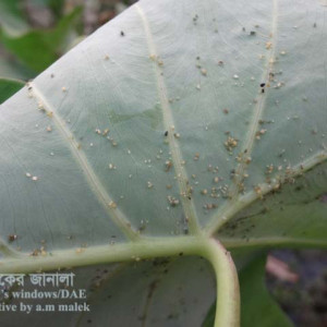 কচুর জাব পোকা