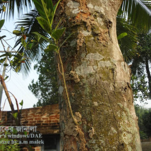 কাঁঠালের উঁইপোকা