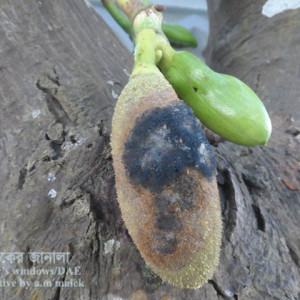 কাঁঠালের মুচি পঁচা রোগ